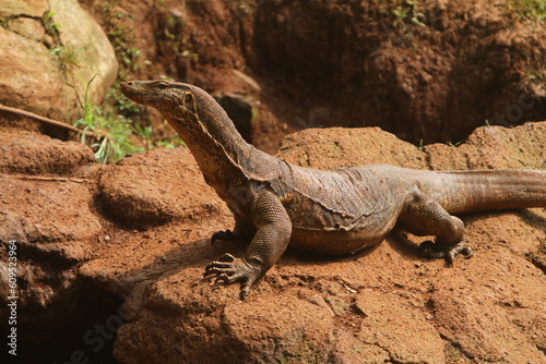 lizard on the rock