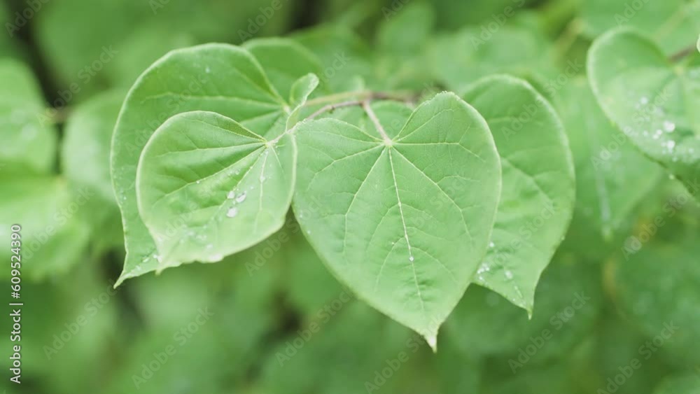 Water runs down a leaf in early spring. Water runs down a leaf in early spring.