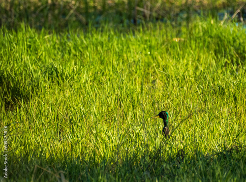 bird on grass © Brian