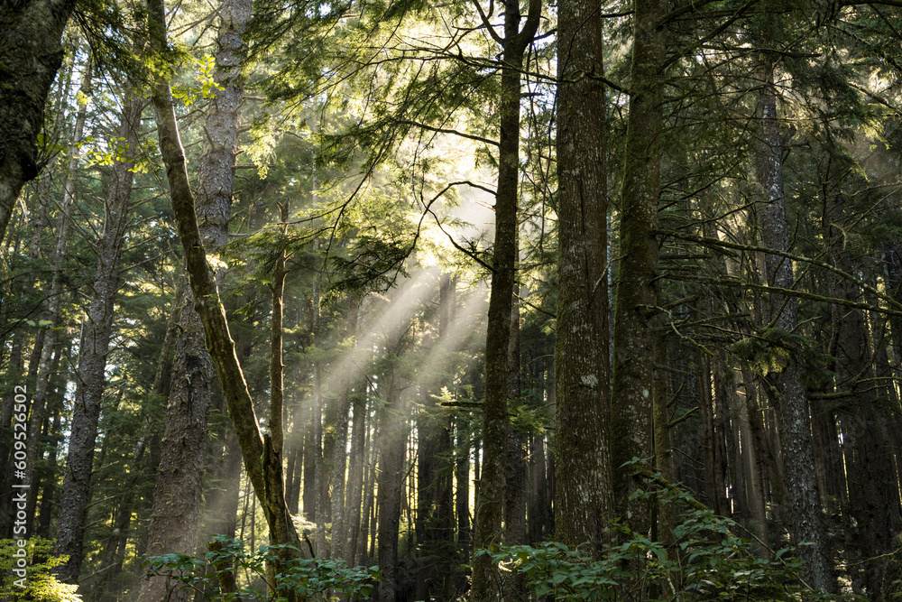 Obraz premium morning in the forest