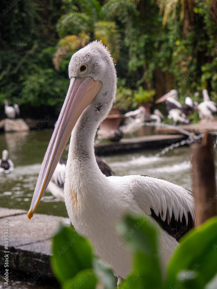 Close up photo of pelican bird. Close up photo of pelican bird.