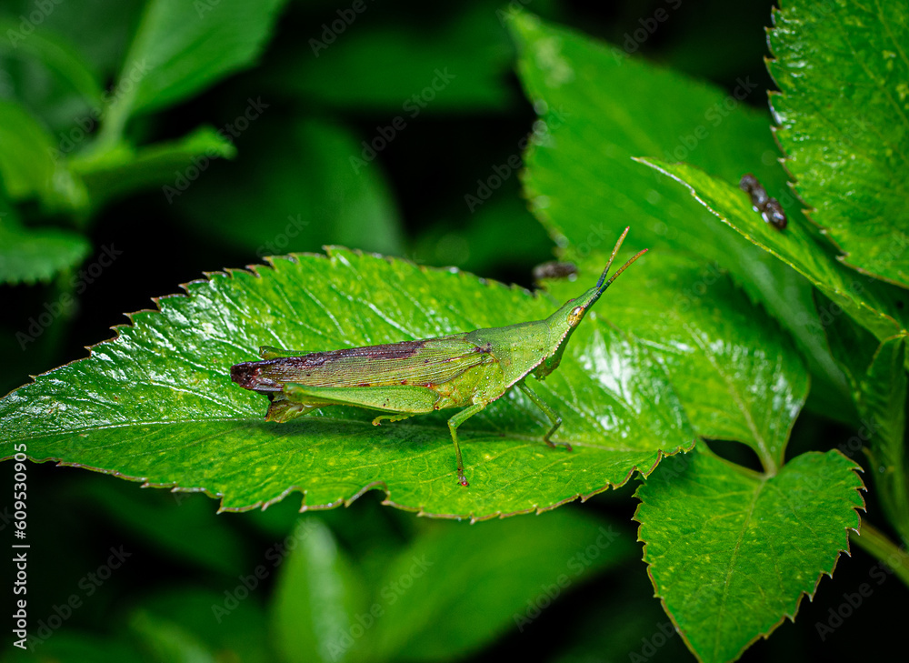 Grasshoppers are a group of insects belonging to the suborder Caelifera Grasshoppers are a group of insects belonging to the suborder Caelifera