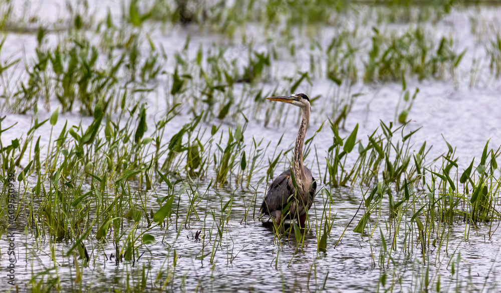 Blue Heron in the Marsh Blue Heron in the Marsh