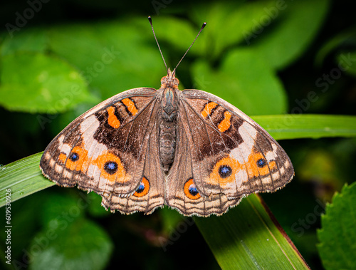 Butterfly (Rhopalocera) are insect that have large, often brightly coloured wings, and a conspicuous, fluttering flight.