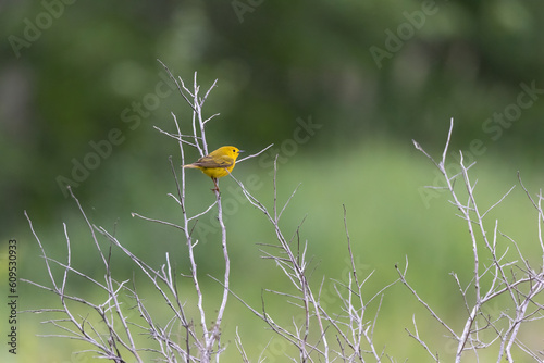Yellow warbler perched in a tree