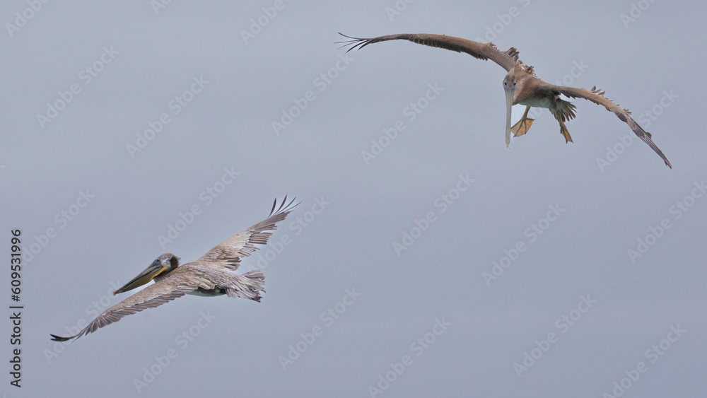 Two Pelicans flying over Elkhorn Slough, Moss Landing, CA Two Pelicans flying over Elkhorn Slough, Moss Landing, CA