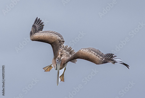 Pelicans flying over Elkhorn Slough, Moss Landing, CA