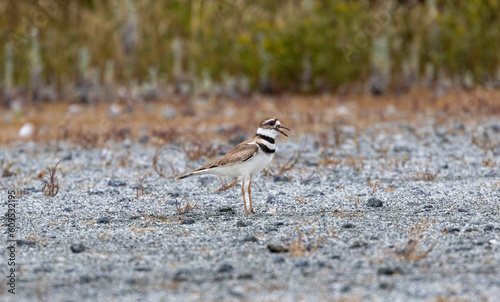 A killdeer / plover wading in the water © Robert