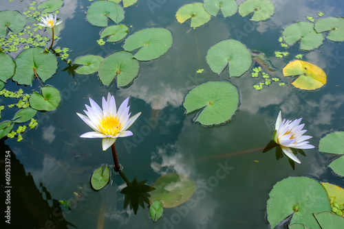 Graceful Thai Lotus  White and Yellow Blooms Amidst Serene Pond Water  background style