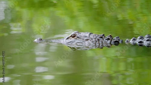 american alligator swimming through a green pond