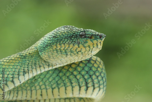 viper, viper snake, viper snake face, Kalimantan, Kalimantan viper snake face up close