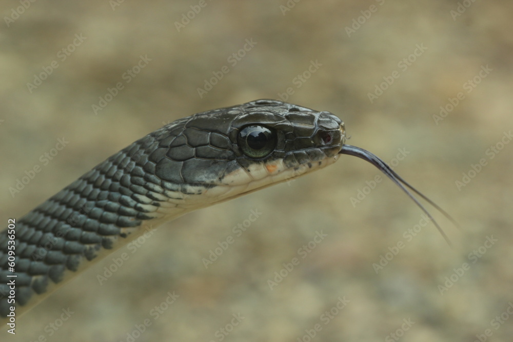 Fototapeta premium snake, snake sticking out its tongue