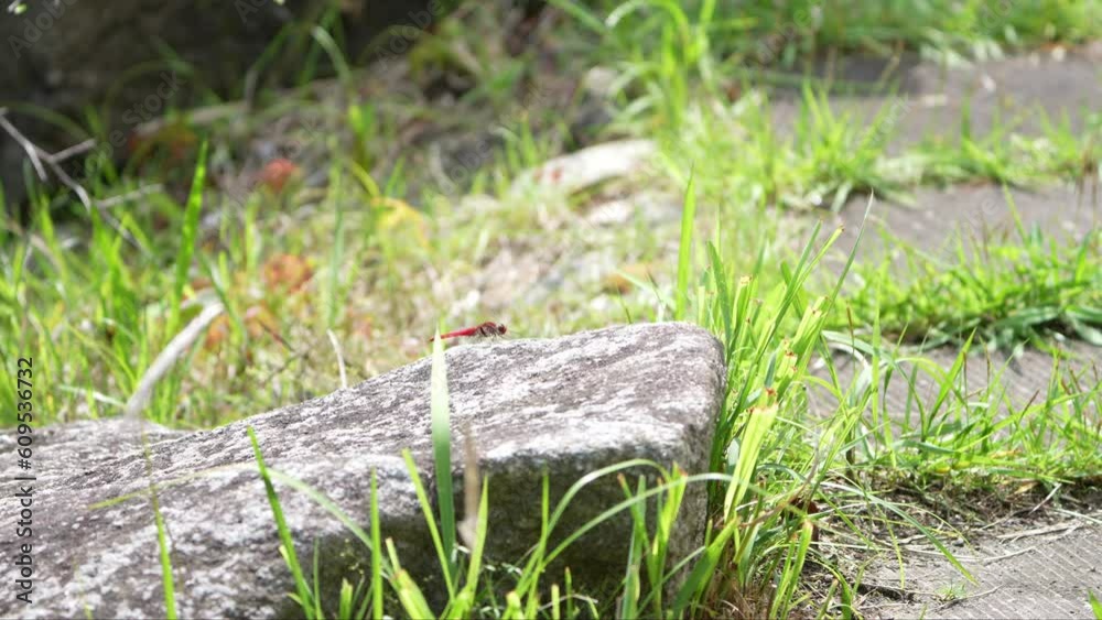 dragonfly in a forest dragonfly in a forest