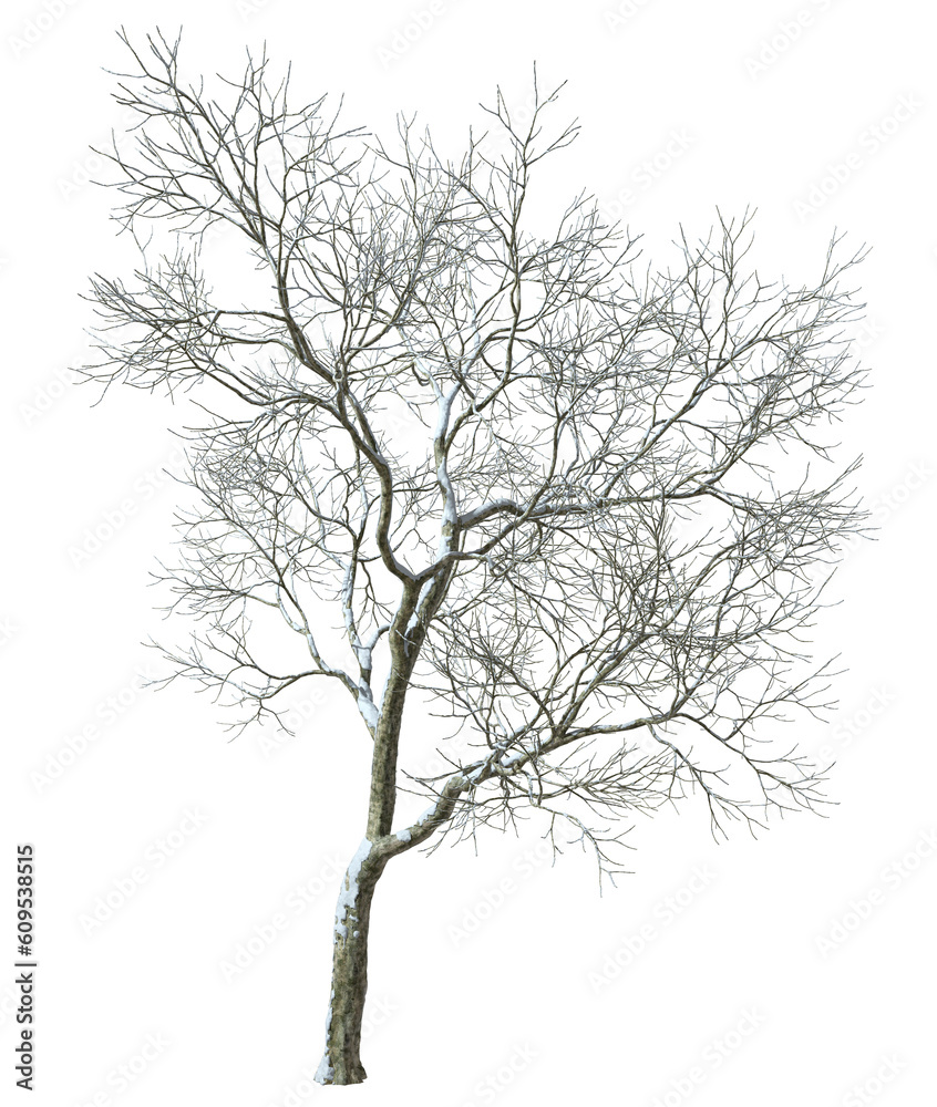 Single large trees snow covered winter forest cutout 3d render png Single large trees snow covered winter forest cutout 3d render png