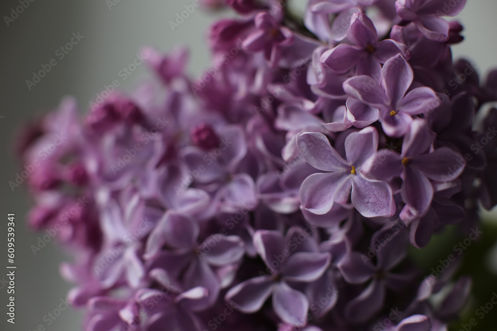 Blurry floral background.A branch of blossoming lilac (syringa) flowers. Lilac background. Lilac closeup. Blurry floral background.A branch of blossoming lilac (syringa) flowers. Lilac background. Lilac closeup.