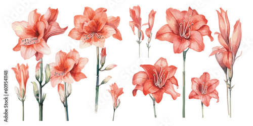 watercolor amaryllis clipart for graphic resources photo