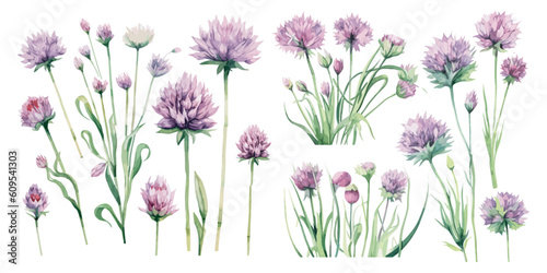 watercolor chives clipart for graphic resources