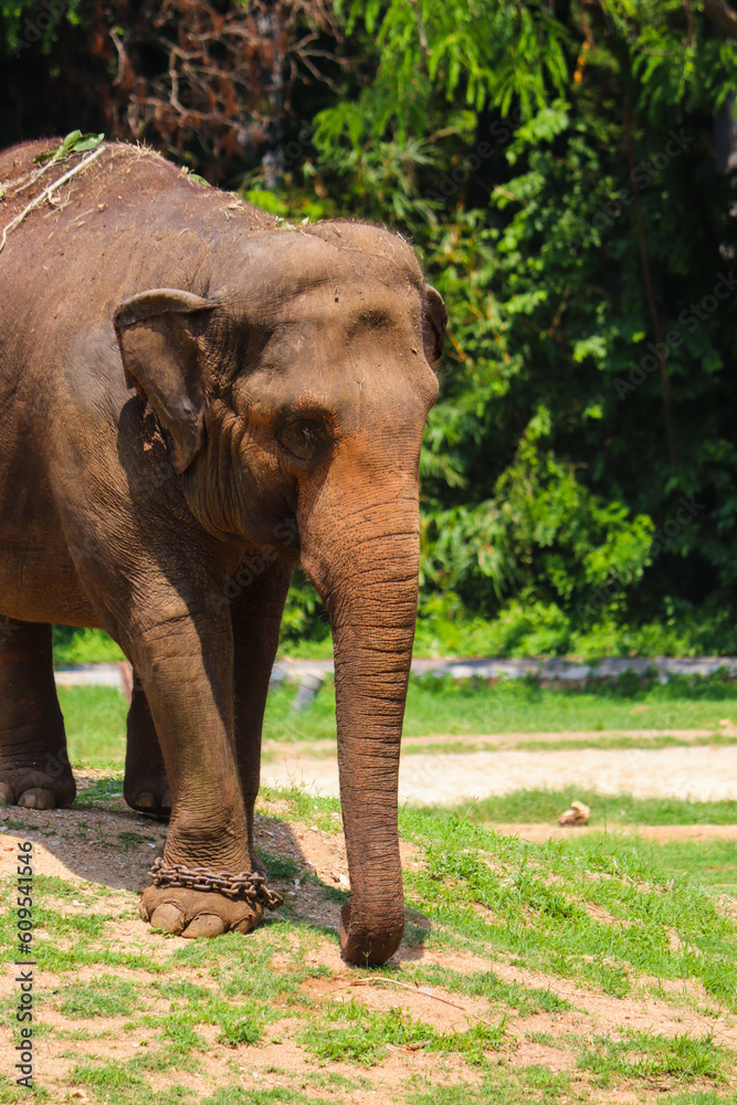 Fototapeta premium elephant in the zoo