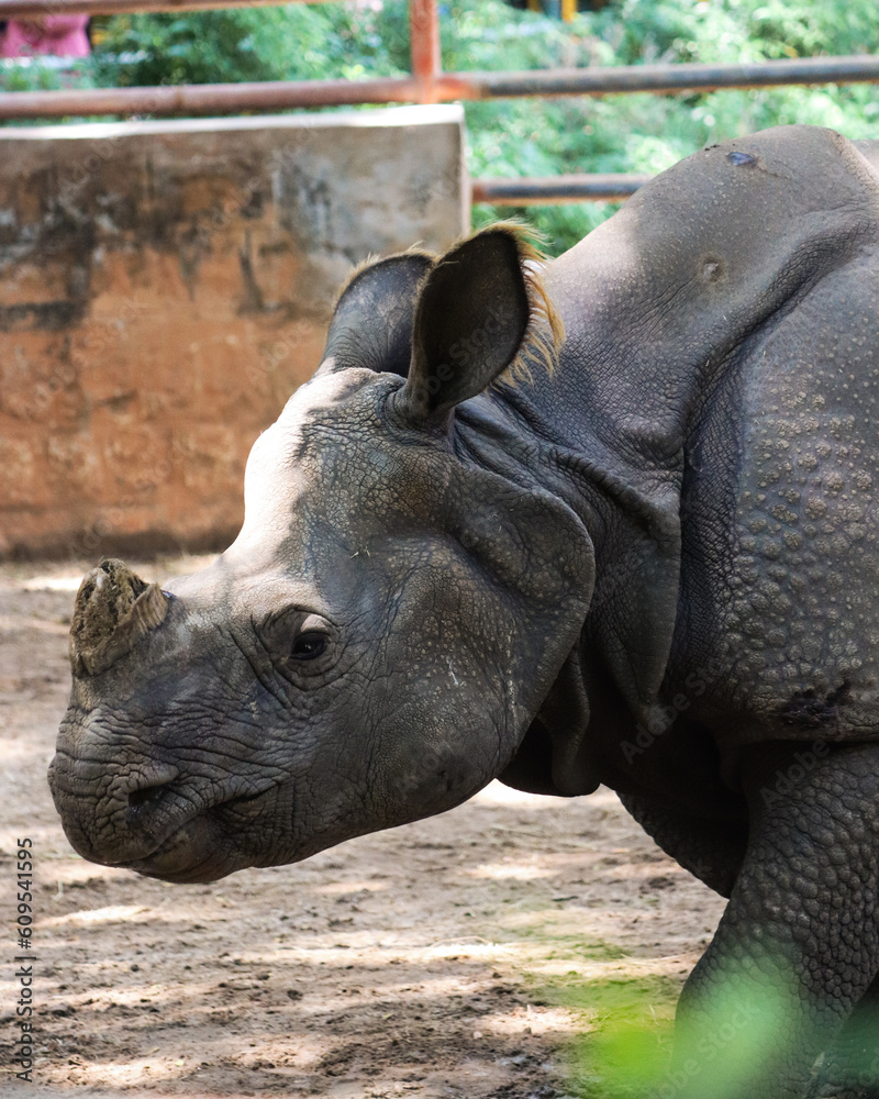 rhino in the zoo rhino in the zoo