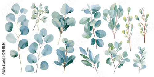 watercolor eucalyptus leaf clipart for graphic resources
