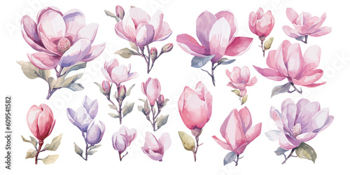 watercolor magnolia clipart for graphic resources