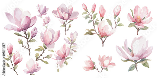 watercolor magnolia clipart for graphic resources