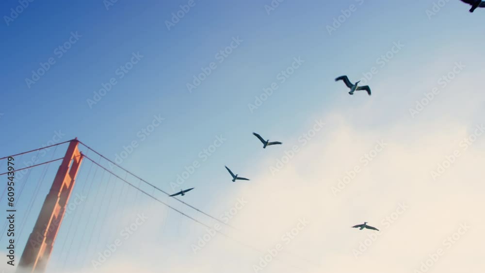 Birds fly overhead by Golden Gate Bridge in early morning fog in Pacific Ocean Birds fly overhead by Golden Gate Bridge in early morning fog in Pacific Ocean