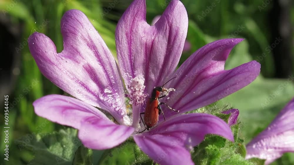 Macro video of insect collecting pollen inside purple malva sylvestris flower among green leaves. Stock video. Macro video of insect collecting pollen inside purple malva sylvestris flower among green leaves. Stock video.
