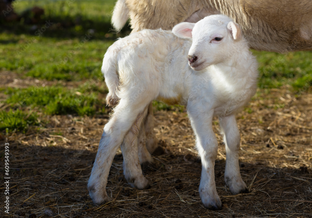 Cute white lamb standing next to its mother Cute white lamb standing next to its mother