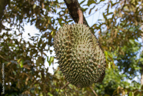 Durian on trees in organic orchards near harvest is known as Asia s king of fruits.