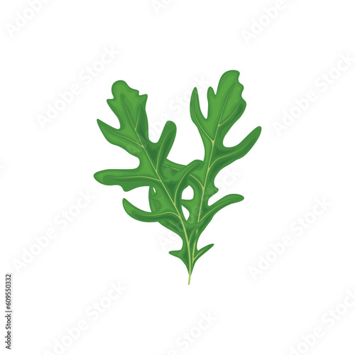 Arugula, green arugula leaf, vegetarian product, fresh green herb for salad. Vector illustration isolated on a white background. Healthy eating.