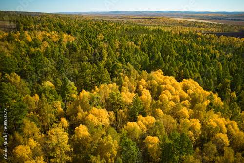 Colorful autumn forest from the air on a sunny day. Trees with yellow and green foliage.