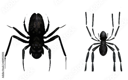 set vector illustration of magic black evil spider halloween concept isolated on white background