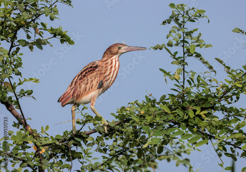 yellow bittern(juvenile).yellow bittern is a small bittern. It is of Old World origins, breeding in the northern Indian Subcontinent, east to the Russian Far East, Japan and Indonesia. photo