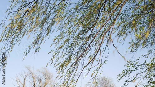 Birch branches with green leaves and catkins are swaying in the wind in early spring. Daytime, sunlight