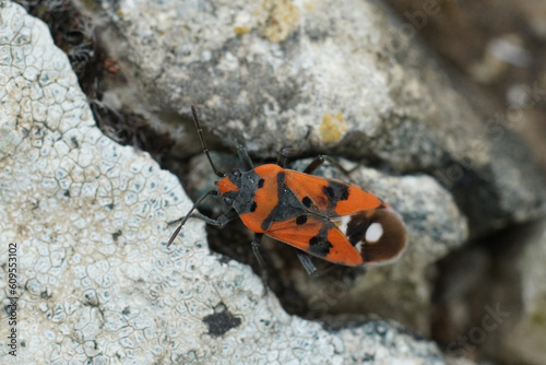 Closeup on the colorful Black-and-Red-bug , Lygaeus equestris crawling among stones photo