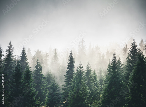 Misty mountain landscape with mysterious fir forest.