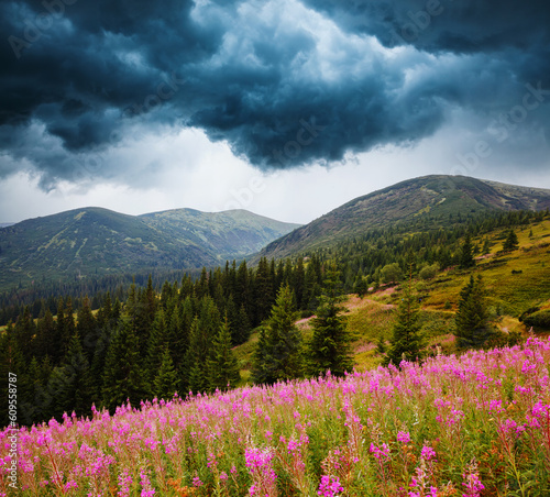 Dramatic overcast sky before a thunderstorm with blooming mountain slopes. Carpathian mountains, Ukraine, Europe.