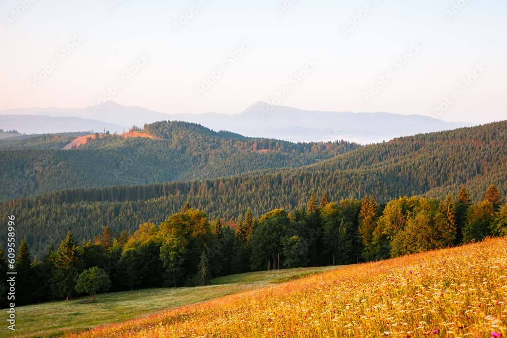 A gorgeous view of forested slopes and distant mountain ranges. Carpathian mountains, Ukraine.
