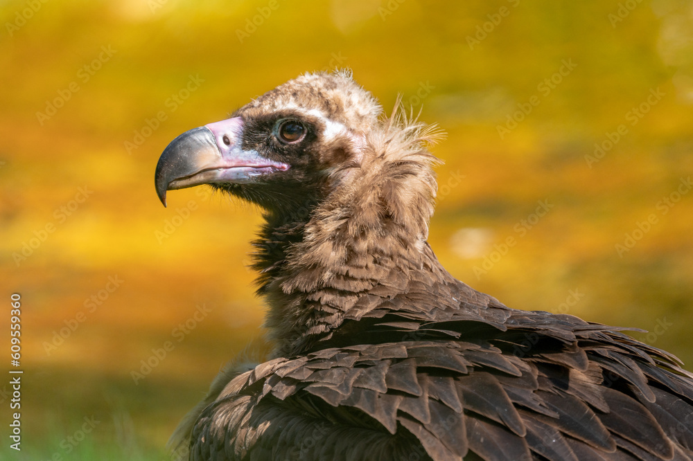 Vautour Vautour