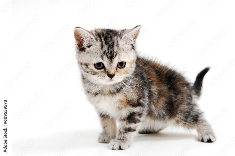 Fluffy grey kitten on a white isolated background