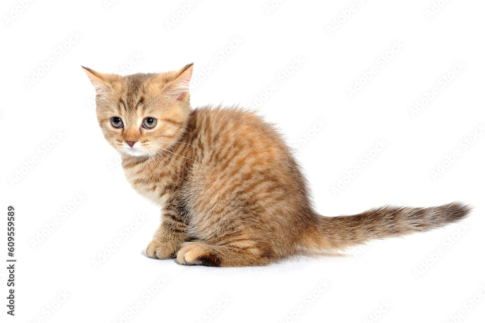 ginger purebred kitten sits on an isolated white background ginger purebred kitten sits on an isolated white background