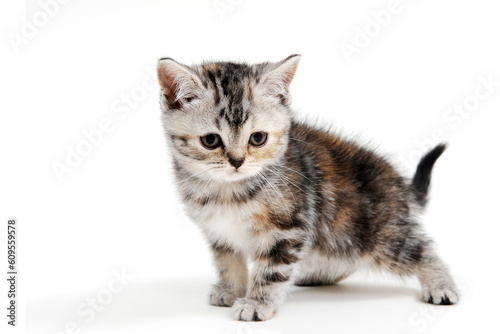 Fluffy grey kitten on a white isolated background