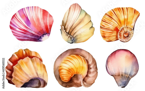 watercolor set vector illustration of tropical seashell isolated on white background