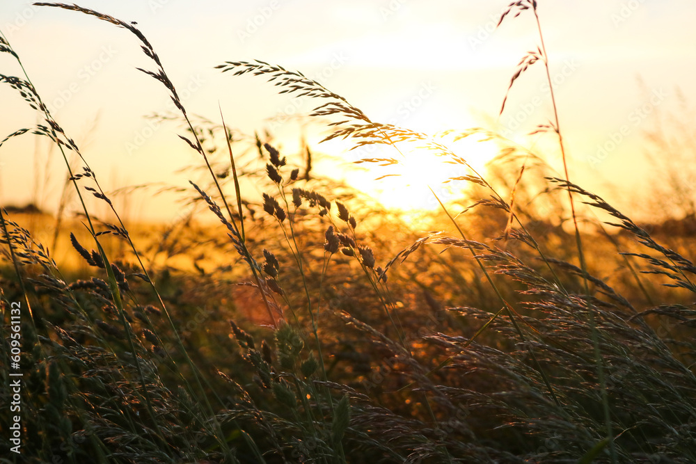 Obraz premium sunset in the field