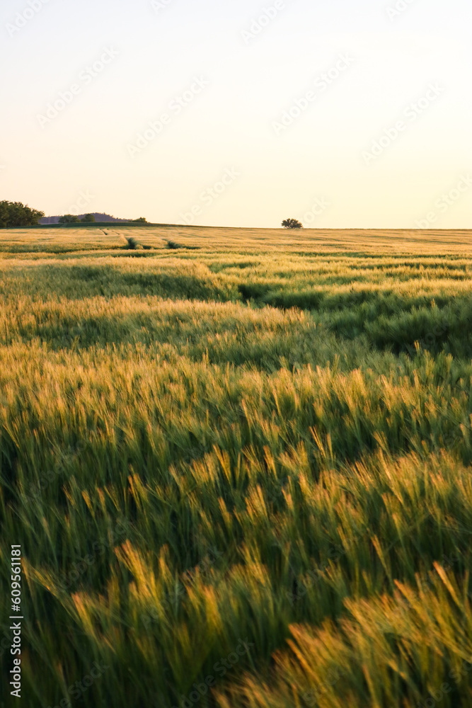field of wheat field of wheat