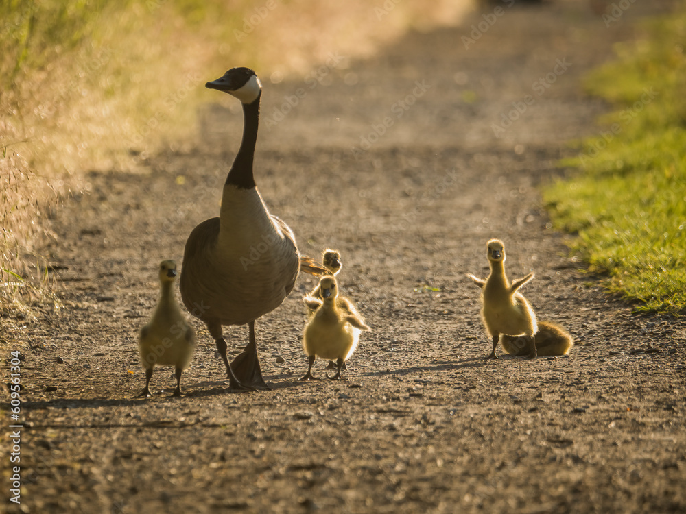 Familie Gans