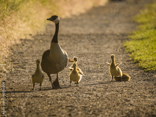 Obraz na płótnie Familie Gans w salonie