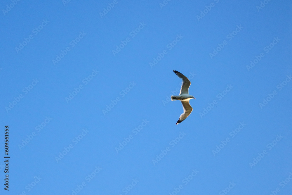 seagull in flight