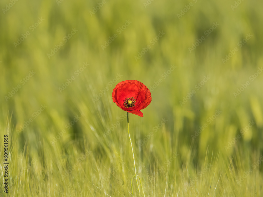 Red Flower